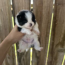 Pomeranian Puppies from Divine Poms