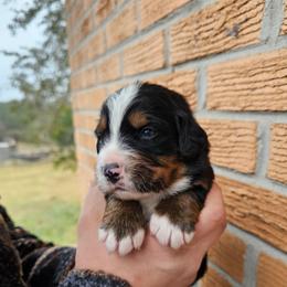 Romeo - Black rust and white male Bernese Mountain Dog puppy in Inman, South Carolina from Shadow Acres