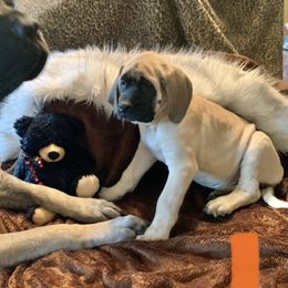 Mastiff Puppies from Eagle Pond Mastiffs