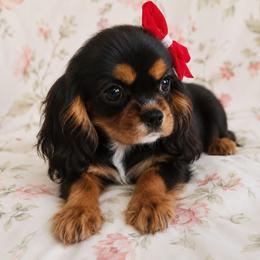Pancakes - Black and tan female Cavalier King Charles Spaniel puppy in Wilburton, Oklahoma from My Kids Kennel