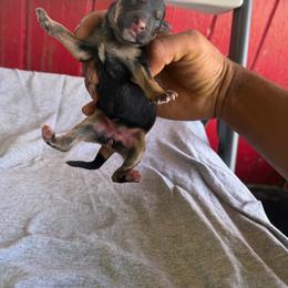 G1 - Black and red female German Shepherd puppy in Lake Charlse, Louisiana from Dettaalpha Kennels