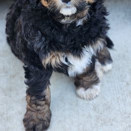 Bernedoodle Puppies from Adorable Dixie Doodles