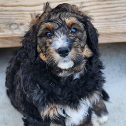 Bernedoodle Puppies from Adorable Dixie Doodles