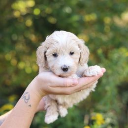 Yellow - Cream female Australian Labradoodle puppy in Williamstown, New York from Lewis Manor Labradoodles