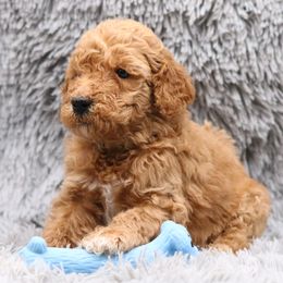 Poodle Puppies from Absolutely Pampered Poodles