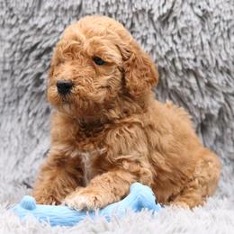 Poodle Puppies from Absolutely Pampered Poodles