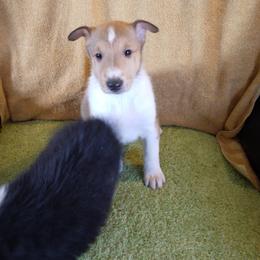 Collie Puppies from Desert Kennels