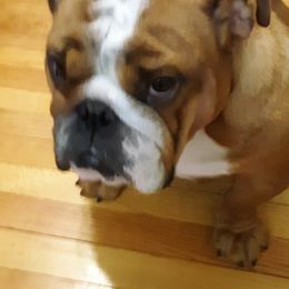 Taylor - Bulldog