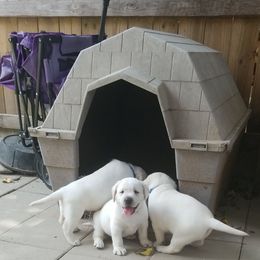 Labrador Retriever Puppies from A.L. English Labradors