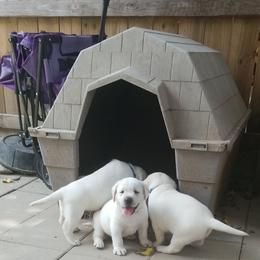 Labrador Retriever Puppies from A.L. English Labradors