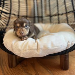 Dachshund Puppies from Scenic City Dachshunds