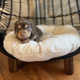 Dachshund Puppies from Scenic City Dachshunds