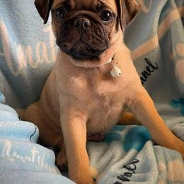 Diesel - Fawn male Pug puppy in Hesperia, California from Amatskennel - Stubby Tails Ranch