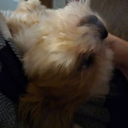 Shelby - Shih Tzu