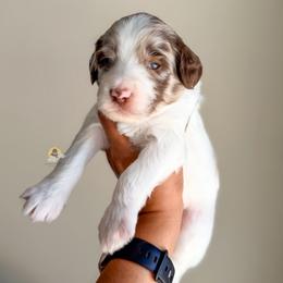 Lorelai - Chocolate female Goldendoodle puppy in Dallas County, Texas from Dream A Little Doodle