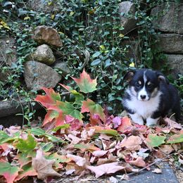 Pembroke Welsh Corgi Puppies from A&A’s Adorable Corgis