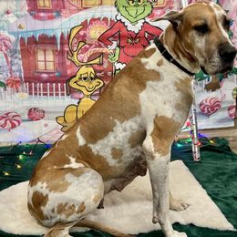 Great Dane Puppies from KD Sweet Southern Danes