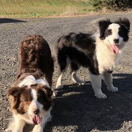 Border Collies from Helios Border Collies