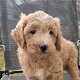 Aussiedoodle Puppies from Color Country Doodles
