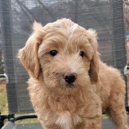 Aussiedoodle Puppies from Color Country Doodles