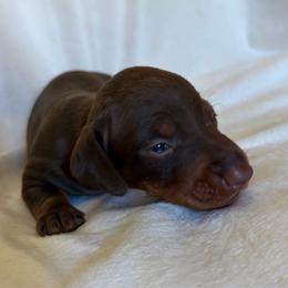 CKC chocolate and tan male - Chocolate and tan male Dachshund puppy in Valley Springs, California from Robin’s Dachshunds