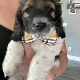Cockapoo and Goldendoodle Puppies from Capital Doodles