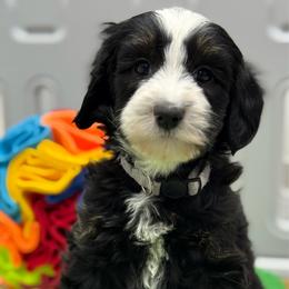 Edison - Tri-color male Bernedoodle puppy in Yuciapa, California from AlltheDoodlez_