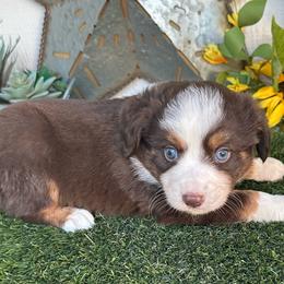 Blaze - Red tri male Toy Australian Shepherd puppy in Granbury, Texas from Texas Miniature Aussies
