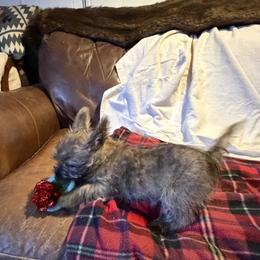 Fatty McFat Fat - Red wheaten male Cairn Terrier puppy in Terrebonne, Oregon from Central Oregon Cairn Terriers