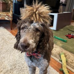 Sadie - Poodle