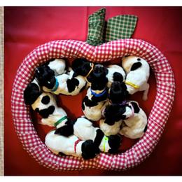 German Shorthaired Pointer Puppies from Ambitious Acres Kennels