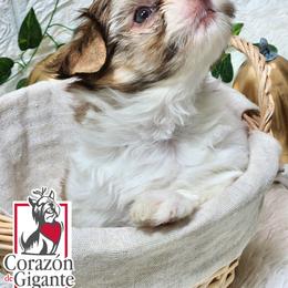 Biewer Terrier and Yorkshire Terrier Puppies from Corazon de gigante