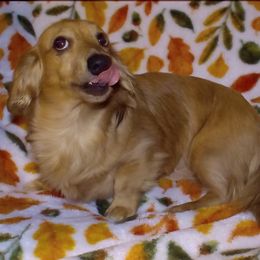 AKC - Clyde - 1900 - Cream male Dachshund puppy in Albertville, Alabama from Jana Rae's