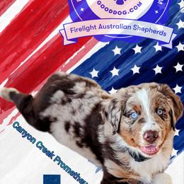Australian Shepherd Puppies from Firelight Australian Shepherds