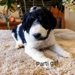 Goldendoodle Puppies from Ninnie's Doodles