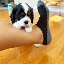 Mistletoe - Tri-color male Cavalier King Charles Spaniel puppy in Albuquerque, New Mexico from Paradise Cavaliers