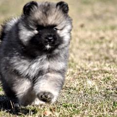 Keeshond Puppies from Anna Boehringer