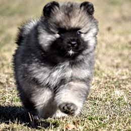 Keeshond Puppies from Anna Boehringer