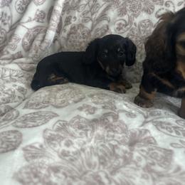 Female 1 - Black and tan female Dachshund puppy in Sauk Village, Illinois from Midwest Timberland Pups