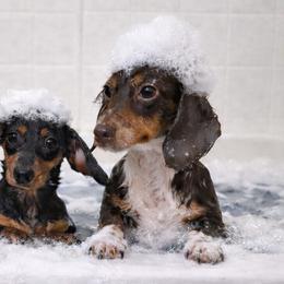 Dachshunds from Dachshunds on the Hill