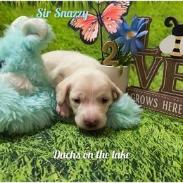 Sir Snazzy - Cream male Dachshund puppy in Grove, Oklahoma from Dachs on the lake
