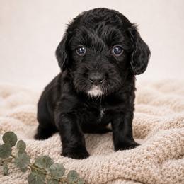 Mabel - Black and white female Aussiedoodle puppy in Byron, Georgia from Southern Olive Doodles 🫒