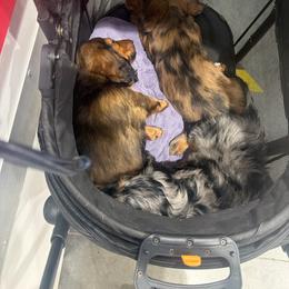 Dachshund puppies from Adventures of Doxies