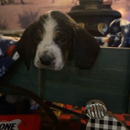 Betty Lou - Basset Hound puppy in Herrin, Illinois from Handsome Hound Bassets