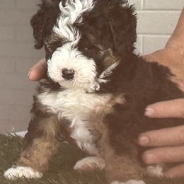 Oliver - Tri-color male Bernedoodle puppy in Mesa, Arizona from R & J Doodles