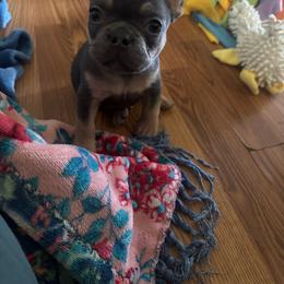 Kramer - Blue fawn male French Bulldog puppy in Success, Missouri from Salty Pawz Kennel LLC