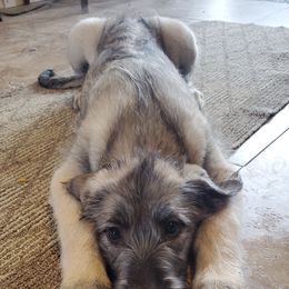 Irish Wolfhound Puppies from Hidden Hollow Wolfhounds