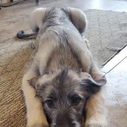 Irish Wolfhound Puppies from Hidden Hollow Wolfhounds