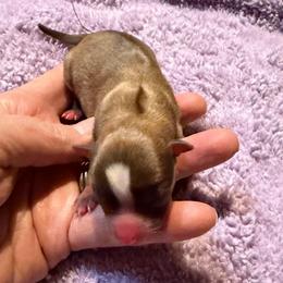 Cirrus (Tiny) - Chocolate sabled fawn male Chihuahua puppy in Seneca, Missouri from Stephanie’s Puppy Colony
