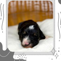 Monte - Tri-color male Bernedoodle puppy in Sterling, Colorado from North 40 Doodles